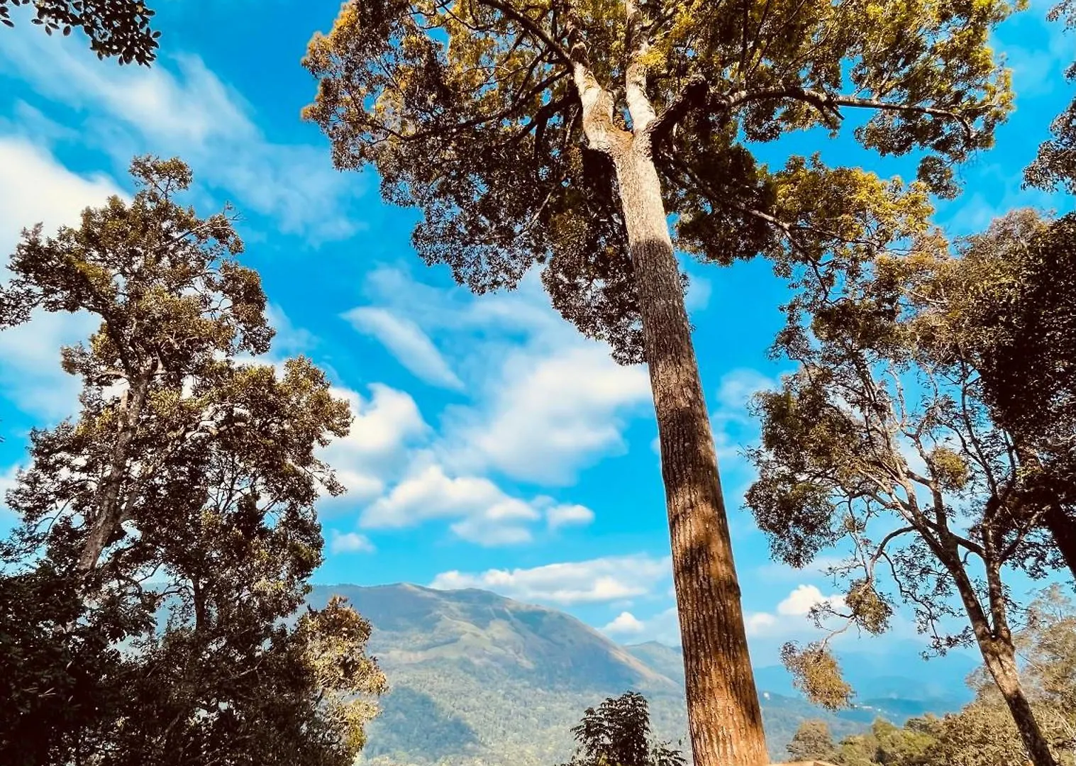 Camptop Munnar Kallar Vattiyar 0*,